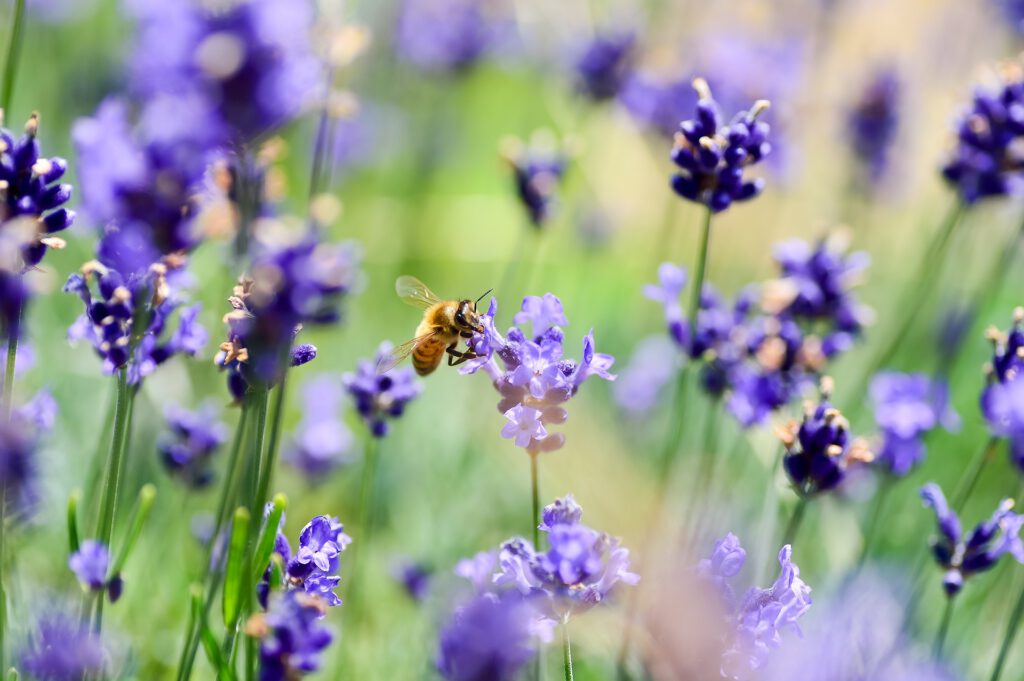 Eine Biene nascht am Lavendel