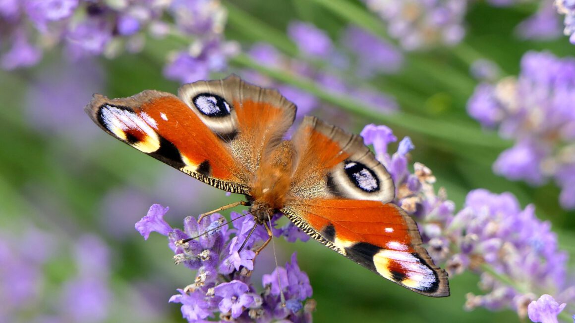 Schmetterling im Flieder