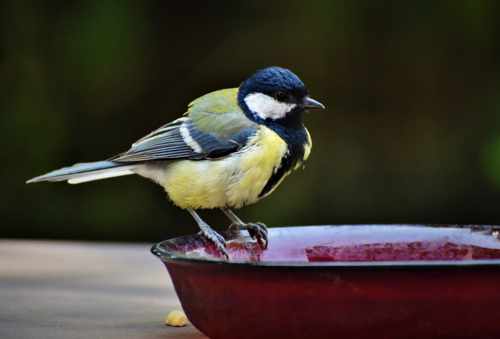 Eine Kohlmeise stillt ihren Durst an der Vogeltränke